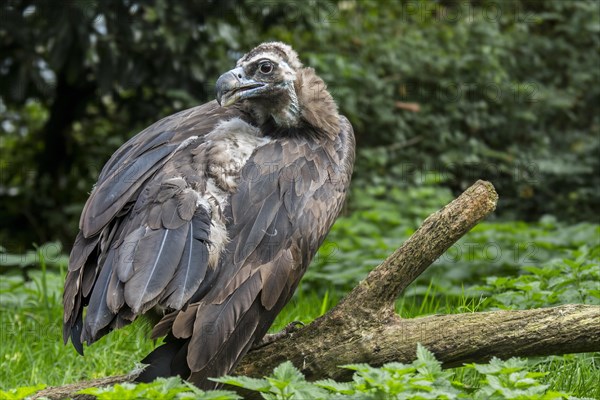 Cinereous vulture