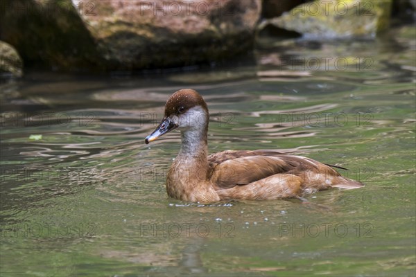 Red-crested pochard