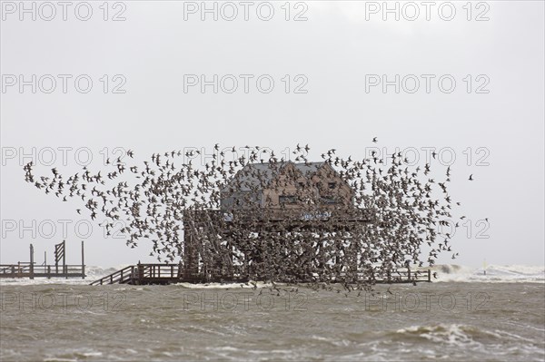 Red knots