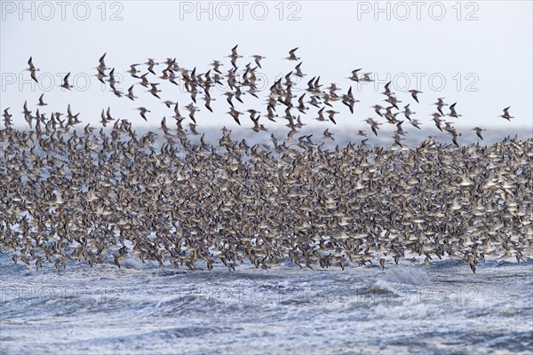 Red knot large flock of red knots