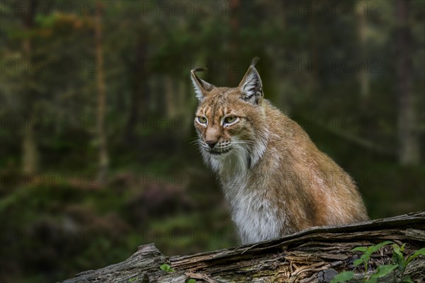 East Siberian lynx