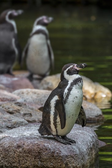 Humboldt penguins