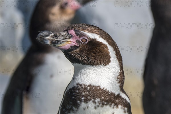 Humboldt penguins