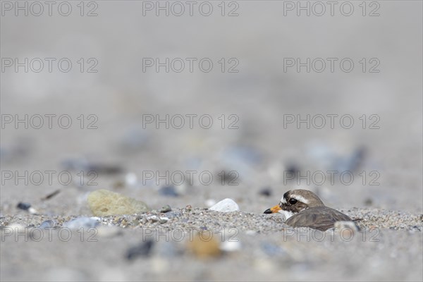 Common ringed plover