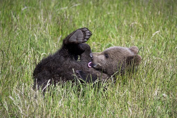 Cute European brown bear