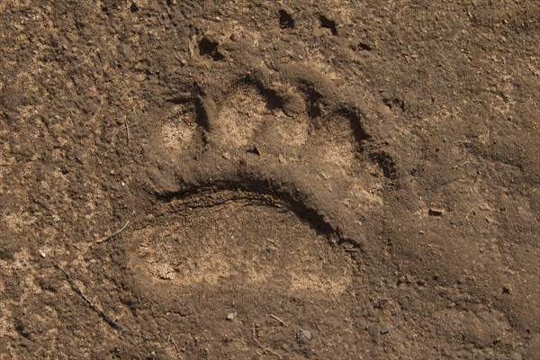 Close up of footprint of Eurasian brown bear