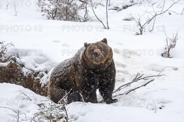 Brown bear