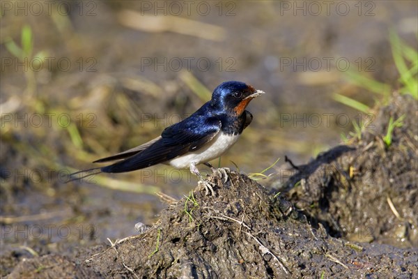 Barn swallow