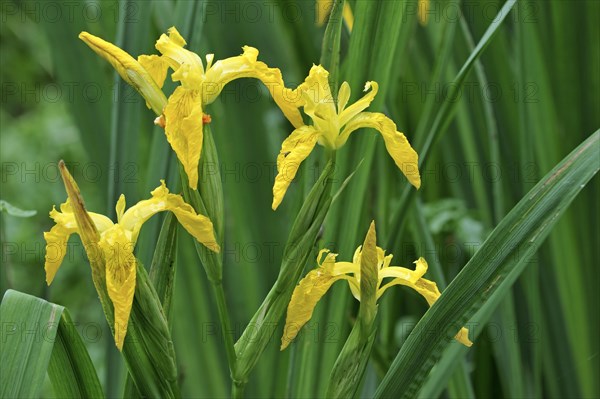 Yellow iris