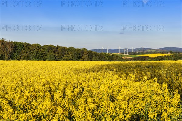 Rape fields