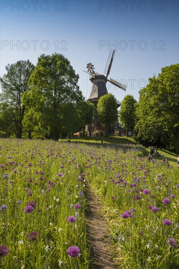 Windmill with colourful flowerbeds