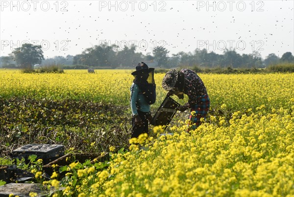 Bee keepers working in a bee farm near a mustards field in a village in Barpeta district of Assam in India on Wednesday 22 December 2021. The bee keeping business is one of the most profitable businesses in India. India has more than 3.5 million bee colonies. Indian apiculture market size is expected to reach a value of more than Rs. 30000 million by 2024