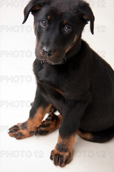 Cute Beauceron puppy dog