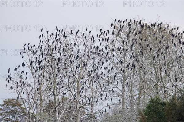 Colony of great cormorants