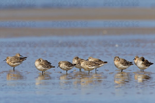 Red Knot