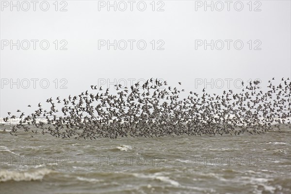 Red knots