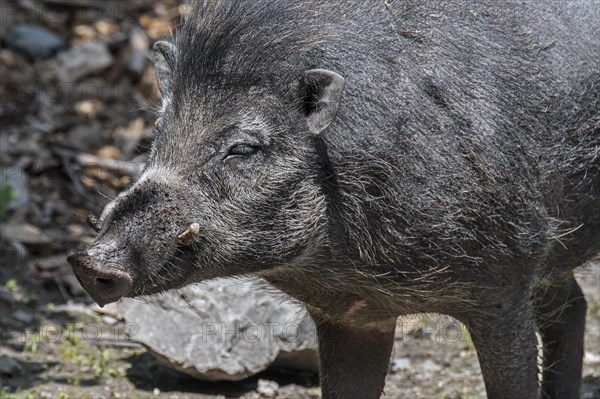 Visayan warty pig