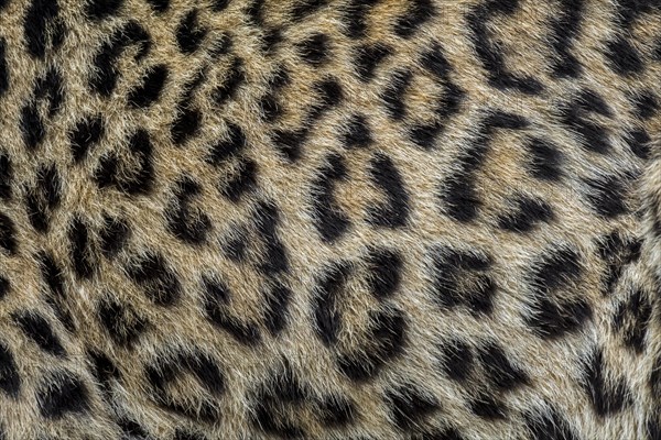 Persian leopard