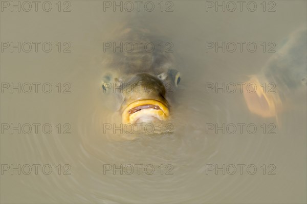 Two Eurasian carps