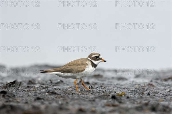 Common ringed plover