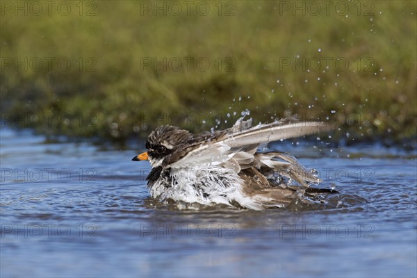 Common ringed plover