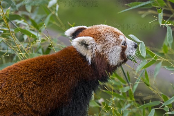 Red panda