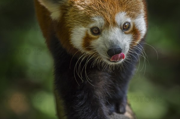 Red panda