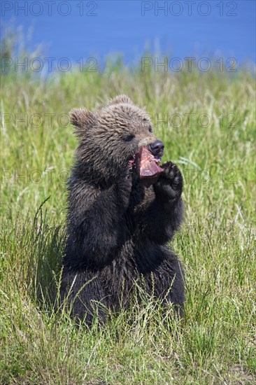 European brown bear