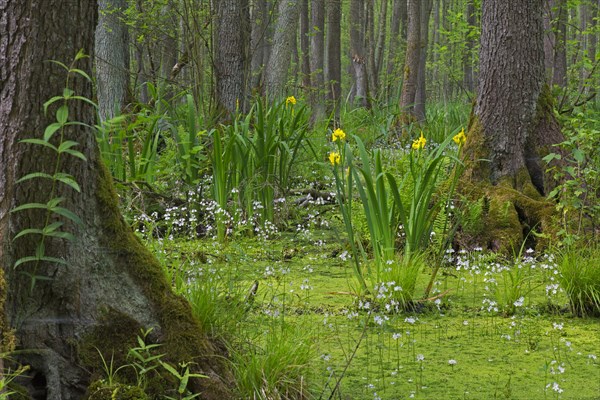 Alder carr showing black alder trees and aquatic plants like yellow flag