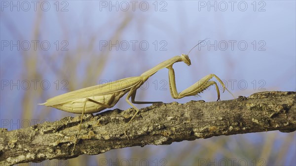 Big female praying mantis sitting on branch in the grass and blue sky background. European mantis