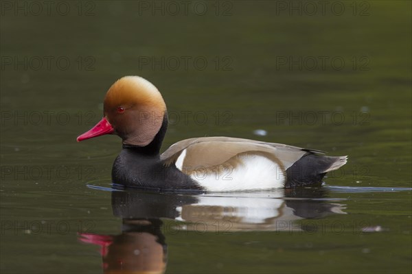 Red-crested pochard