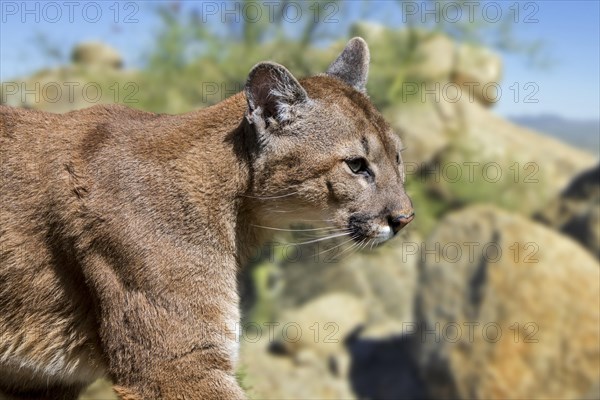 Close up portrait of cougar