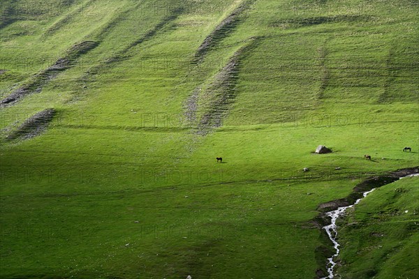 Pasture with horses and mountain stream
