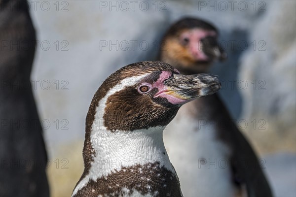 Humboldt penguins