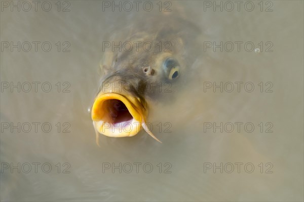 Eurasian carp