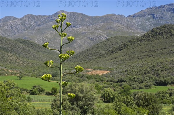 Century plant