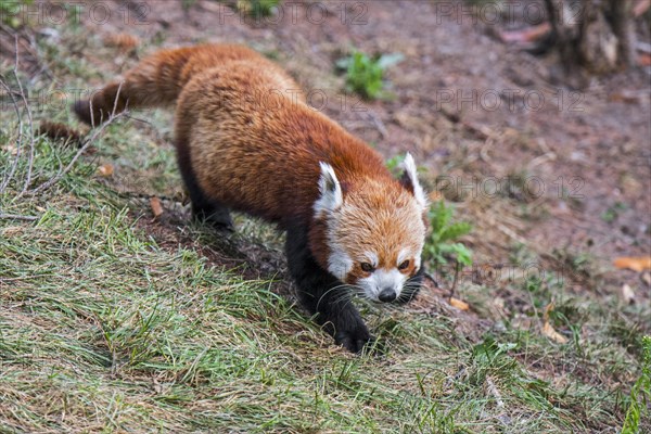 Red panda