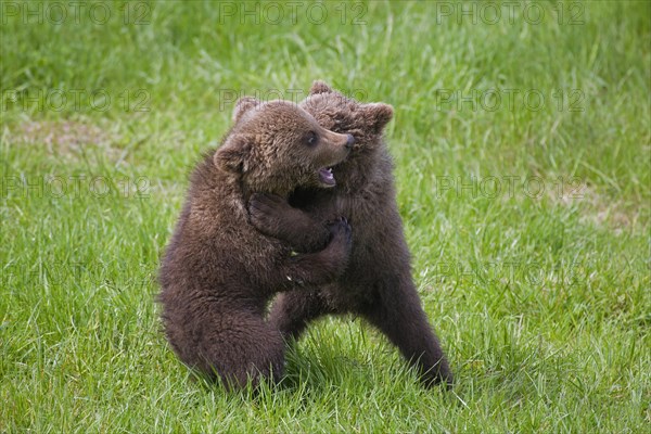 Two Eurasian brown bear