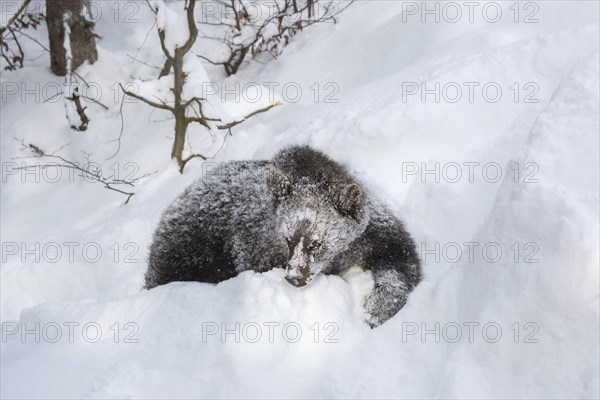 One year old brown bear