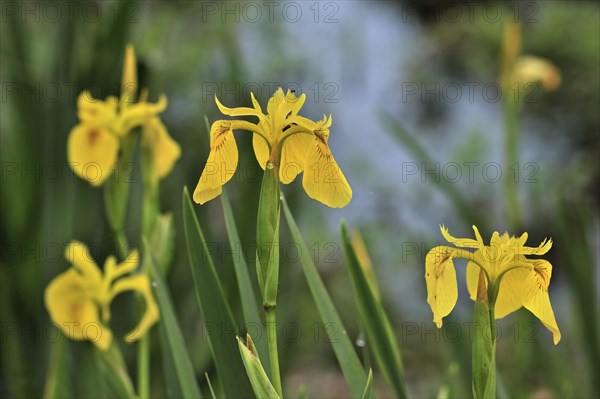 Yellow iris