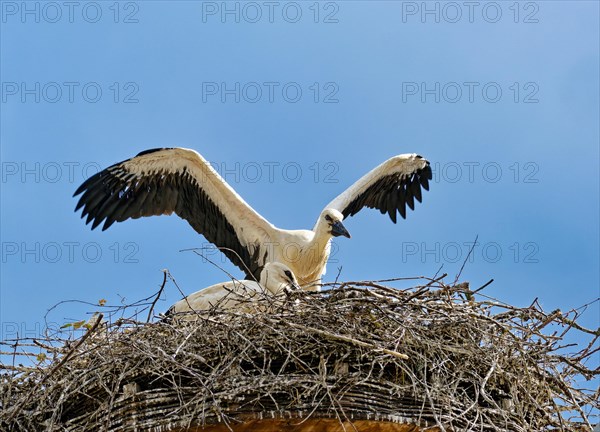 White storks