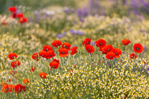 Corn poppy