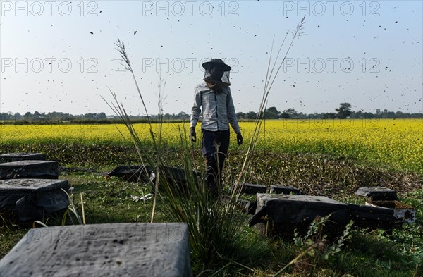 Bee keepers working in a bee farm near a mustards field in a village in Barpeta district of Assam in India on Wednesday 22 December 2021. The bee keeping business is one of the most profitable businesses in India. India has more than 3.5 million bee colonies. Indian apiculture market size is expected to reach a value of more than Rs. 30000 million by 2024