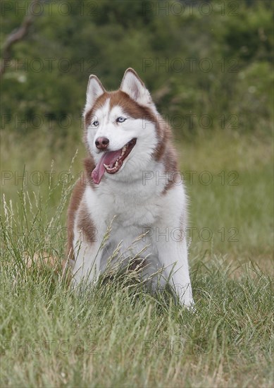 Siberian Husky