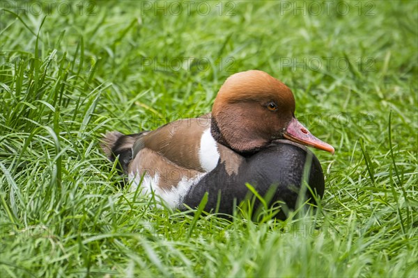 Red-crested pochard