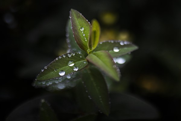 Water drops stand out on a large-flowered St. John's wort