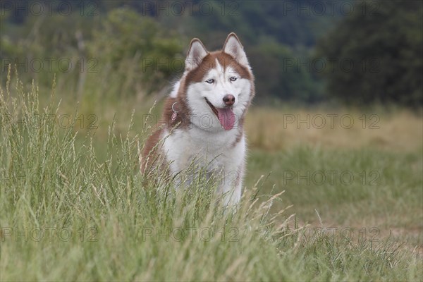 Siberian Husky