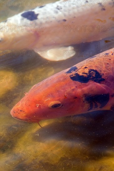 Koi Carp