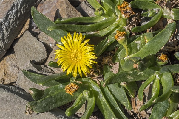 Glottiphyllum longum