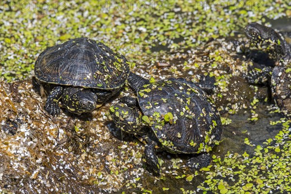 Three European pond turtle